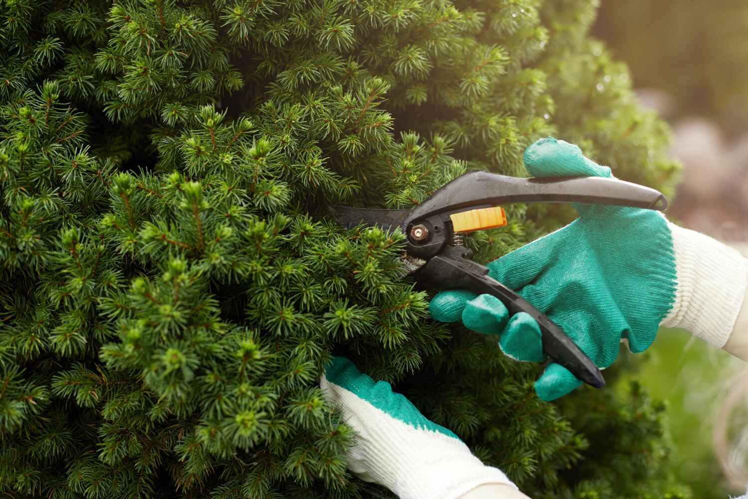 Best Tree Health Inspection  in Lawrence, MA